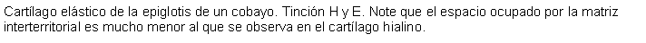 Cuadro de texto: Cartlago elstico de la epiglotis de un cobayo. Tincin H y E. Note que el espacio ocupado por la matriz interterritorial es mucho menor al que se observa en el cartlago hialino.