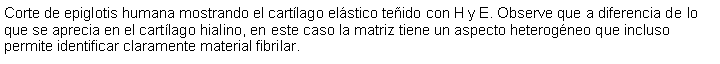 Cuadro de texto: Corte de epiglotis humana mostrando el cartlago elstico teido con H y E. Observe que a diferencia de lo que se aprecia en el cartlago hialino, en este caso la matriz tiene un aspecto heterogneo que incluso permite identificar claramente material fibrilar.