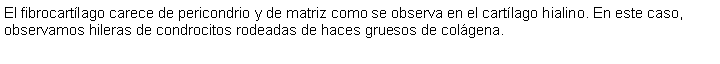 Cuadro de texto: El fibrocartlago carece de pericondrio y de matriz como se observa en el cartlago hialino. En este caso, observamos hileras de condrocitos rodeadas de haces gruesos de colgena. 