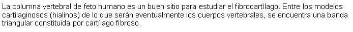 Cuadro de texto: La columna vertebral de feto humano es un buen sitio para estudiar el fibrocartlago. Entre los modelos cartilaginosos (hialinos) de lo que sern eventualmente los cuerpos vertebrales, se encuentra una banda triangular constituida por cartlago fibroso. 