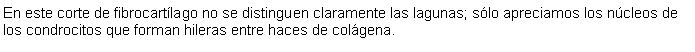 Cuadro de texto: En este corte de fibrocartlago no se distinguen claramente las lagunas; slo apreciamos los ncleos de los condrocitos que forman hileras entre haces de colgena.