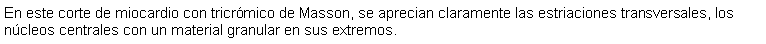 Cuadro de texto: En este corte de miocardio con tricrmico de Masson, se aprecian claramente las estriaciones transversales, los ncleos centrales con un material granular en sus extremos. 