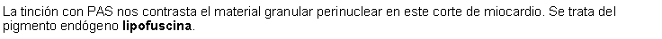 Cuadro de texto: La tincin con PAS nos contrasta el material granular perinuclear en este corte de miocardio. Se trata del pigmento endgeno lipofuscina. 