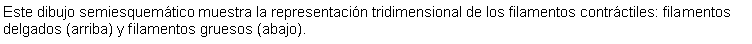 Cuadro de texto: Este dibujo semiesquemtico muestra la representacin tridimensional de los filamentos contrctiles: filamentos delgados (arriba) y filamentos gruesos (abajo). 