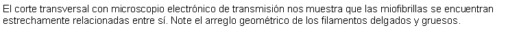 Cuadro de texto: El corte transversal con microscopio electrnico de transmisin nos muestra que las miofibrillas se encuentran estrechamente relacionadas entre s. Note el arreglo geomtrico de los filamentos delgados y gruesos.