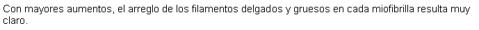 Cuadro de texto: Con mayores aumentos, el arreglo de los filamentos delgados y gruesos en cada miofibrilla resulta muy claro.
