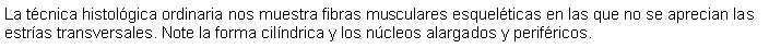 Cuadro de texto: La tcnica histolgica ordinaria nos muestra fibras musculares esquelticas en las que no se aprecian las estras transversales. Note la forma cilndrica y los ncleos alargados y perifricos.