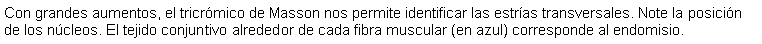 Cuadro de texto: Con grandes aumentos, el tricrmico de Masson nos permite identificar las estras transversales. Note la posicin de los ncleos. El tejido conjuntivo alrededor de cada fibra muscular (en azul) corresponde al endomisio. 