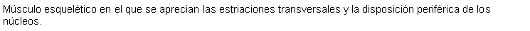 Cuadro de texto: Msculo esqueltico en el que se aprecian las estriaciones transversales y la disposicin perifrica de los ncleos.