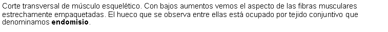 Cuadro de texto: Corte transversal de msculo esqueltico. Con bajos aumentos vemos el aspecto de las fibras musculares estrechamente empaquetadas. El hueco que se observa entre ellas est ocupado por tejido conjuntivo que denominamos endomisio.