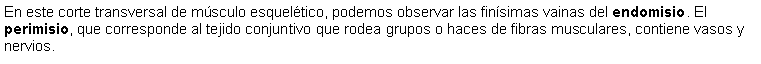 Cuadro de texto: En este corte transversal de msculo esqueltico, podemos observar las finsimas vainas del endomisio. El perimisio, que corresponde al tejido conjuntivo que rodea grupos o haces de fibras musculares, contiene vasos y nervios.