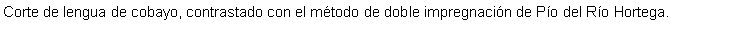 Cuadro de texto: Corte de lengua de cobayo, contrastado con el mtodo de doble impregnacin de Po del Ro Hortega. 