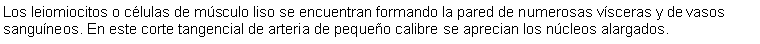 Cuadro de texto: Los leiomiocitos o clulas de msculo liso se encuentran formando la pared de numerosas vsceras y de vasos sanguneos. En este corte tangencial de arteria de pequeo calibre se aprecian los ncleos alargados. 