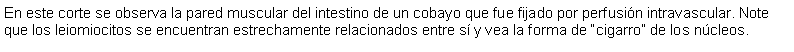 Cuadro de texto: En este corte se observa la pared muscular del intestino de un cobayo que fue fijado por perfusin intravascular. Note que los leiomiocitos se encuentran estrechamente relacionados entre s y vea la forma de cigarro de los ncleos. 