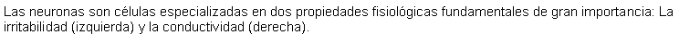 Cuadro de texto: Las neuronas son clulas especializadas en dos propiedades fisiolgicas fundamentales de gran importancia: La irritabilidad (izquierda) y la conductividad (derecha). 