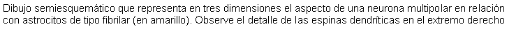 Cuadro de texto: Dibujo semiesquemtico que representa en tres dimensiones el aspecto de una neurona multipolar en relacin con astrocitos de tipo fibrilar (en amarillo). Observe el detalle de las espinas dendrticas en el extremo derecho 