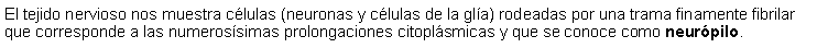 Cuadro de texto: El tejido nervioso nos muestra clulas (neuronas y clulas de la gla) rodeadas por una trama finamente fibrilar que corresponde a las numerossimas prolongaciones citoplsmicas y que se conoce como neurpilo. 