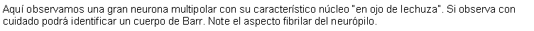 Cuadro de texto: Aqu observamos una gran neurona multipolar con su caracterstico ncleo en ojo de lechuza. Si observa con cuidado podr identificar un cuerpo de Barr. Note el aspecto fibrilar del neurpilo. 