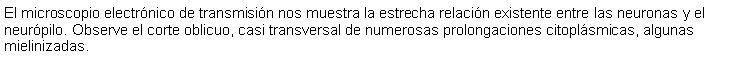 Cuadro de texto: El microscopio electrnico de transmisin nos muestra la estrecha relacin existente entre las neuronas y el neurpilo. Observe el corte oblicuo, casi transversal de numerosas prolongaciones citoplsmicas, algunas mielinizadas.