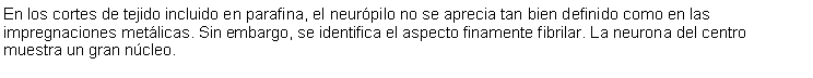 Cuadro de texto: En los cortes de tejido incluido en parafina, el neurpilo no se aprecia tan bien definido como en las impregnaciones metlicas. Sin embargo, se identifica el aspecto finamente fibrilar. La neurona del centro muestra un gran ncleo. 