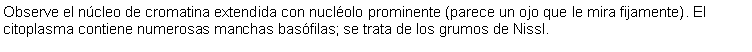 Cuadro de texto: Observe el ncleo de cromatina extendida con nuclolo prominente (parece un ojo que le mira fijamente). El citoplasma contiene numerosas manchas basfilas; se trata de los grumos de Nissl.