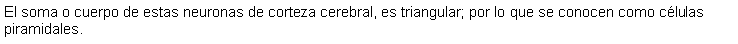 Cuadro de texto: El soma o cuerpo de estas neuronas de corteza cerebral, es triangular; por lo que se conocen como clulas piramidales. 