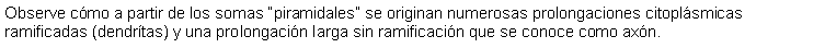 Cuadro de texto: Observe cmo a partir de los somas piramidales se originan numerosas prolongaciones citoplsmicas ramificadas (dendrtas) y una prolongacin larga sin ramificacin que se conoce como axn.