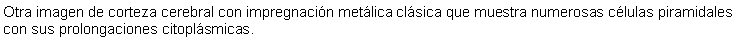 Cuadro de texto: Otra imagen de corteza cerebral con impregnacin metlica clsica que muestra numerosas clulas piramidales con sus prolongaciones citoplsmicas. 