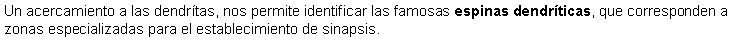 Cuadro de texto: Un acercamiento a las dendrtas, nos permite identificar las famosas espinas dendrticas, que corresponden a zonas especializadas para el establecimiento de sinapsis.