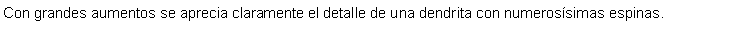 Cuadro de texto: Con grandes aumentos se aprecia claramente el detalle de una dendrita con numerossimas espinas.