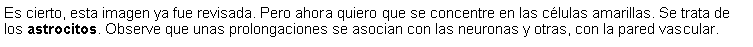 Cuadro de texto: Es cierto, esta imagen ya fue revisada. Pero ahora quiero que se concentre en las clulas amarillas. Se trata de los astrocitos. Observe que unas prolongaciones se asocian con las neuronas y otras, con la pared vascular. 