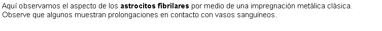 Cuadro de texto: Aqu observamos el aspecto de los astrocitos fibrilares por medio de una impregnacin metlica clsica. Observe que algunos muestran prolongaciones en contacto con vasos sanguneos. 