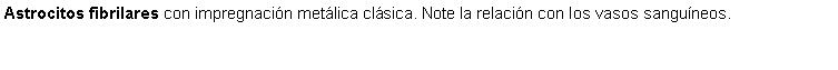 Cuadro de texto: Astrocitos fibrilares con impregnacin metlica clsica. Note la relacin con los vasos sanguneos.