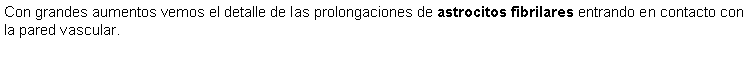 Cuadro de texto: Con grandes aumentos vemos el detalle de las prolongaciones de astrocitos fibrilares entrando en contacto con la pared vascular.