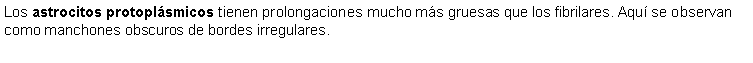 Cuadro de texto: Los astrocitos protoplsmicos tienen prolongaciones mucho ms gruesas que los fibrilares. Aqu se observan como manchones obscuros de bordes irregulares. 