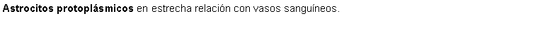 Cuadro de texto: Astrocitos protoplsmicos en estrecha relacin con vasos sanguneos.