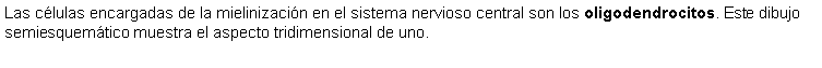 Cuadro de texto: Las clulas encargadas de la mielinizacin en el sistema nervioso central son los oligodendrocitos. Este dibujo semiesquemtico muestra el aspecto tridimensional de uno. 