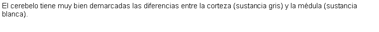 Cuadro de texto: El cerebelo tiene muy bien demarcadas las diferencias entre la corteza (sustancia gris) y la mdula (sustancia blanca).  