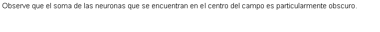 Cuadro de texto: Observe que el soma de las neuronas que se encuentran en el centro del campo es particularmente obscuro. 