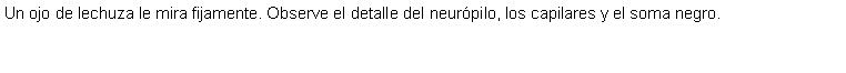 Cuadro de texto: Un ojo de lechuza le mira fijamente. Observe el detalle del neurpilo, los capilares y el soma negro. 