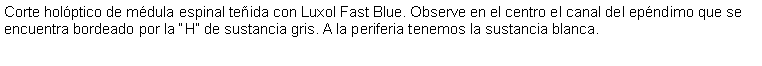 Cuadro de texto: Corte holptico de mdula espinal teida con Luxol Fast Blue. Observe en el centro el canal del epndimo que se encuentra bordeado por la H de sustancia gris. A la periferia tenemos la sustancia blanca. 