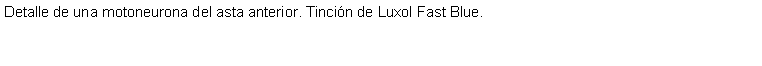 Cuadro de texto: Detalle de una motoneurona del asta anterior. Tincin de Luxol Fast Blue. 