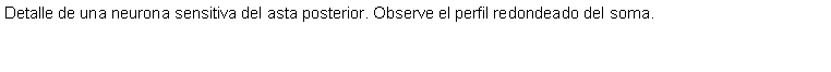 Cuadro de texto: Detalle de una neurona sensitiva del asta posterior. Observe el perfil redondeado del soma. 