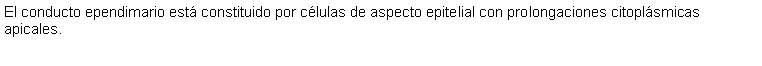 Cuadro de texto: El conducto ependimario est constituido por clulas de aspecto epitelial con prolongaciones citoplsmicas apicales. 