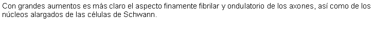 Cuadro de texto: Con grandes aumentos es ms claro el aspecto finamente fibrilar y ondulatorio de los axones, as como de los ncleos alargados de las clulas de Schwann. 