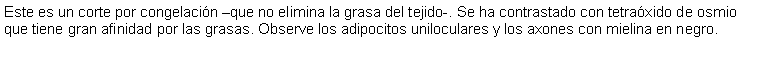 Cuadro de texto: Este es un corte por congelacin que no elimina la grasa del tejido-. Se ha contrastado con tetraxido de osmio que tiene gran afinidad por las grasas. Observe los adipocitos uniloculares y los axones con mielina en negro. 