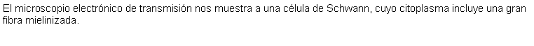 Cuadro de texto: El microscopio electrnico de transmisin nos muestra a una clula de Schwann, cuyo citoplasma incluye una gran fibra mielinizada.  