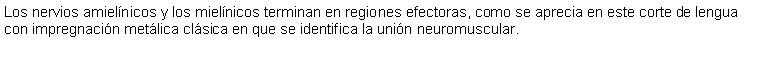 Cuadro de texto: Los nervios amielnicos y los mielnicos terminan en regiones efectoras, como se aprecia en este corte de lengua con impregnacin metlica clsica en que se identifica la unin neuromuscular.