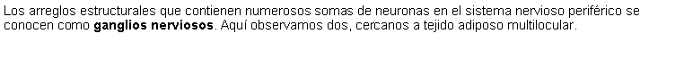 Cuadro de texto: Los arreglos estructurales que contienen numerosos somas de neuronas en el sistema nervioso perifrico se conocen como ganglios nerviosos. Aqu observamos dos, cercanos a tejido adiposo multilocular. 