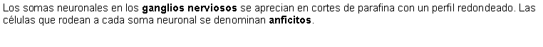 Cuadro de texto: Los somas neuronales en los ganglios nerviosos se aprecian en cortes de parafina con un perfil redondeado. Las clulas que rodean a cada soma neuronal se denominan anficitos.